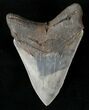 Collector Quality Megalodon Tooth #15990-2